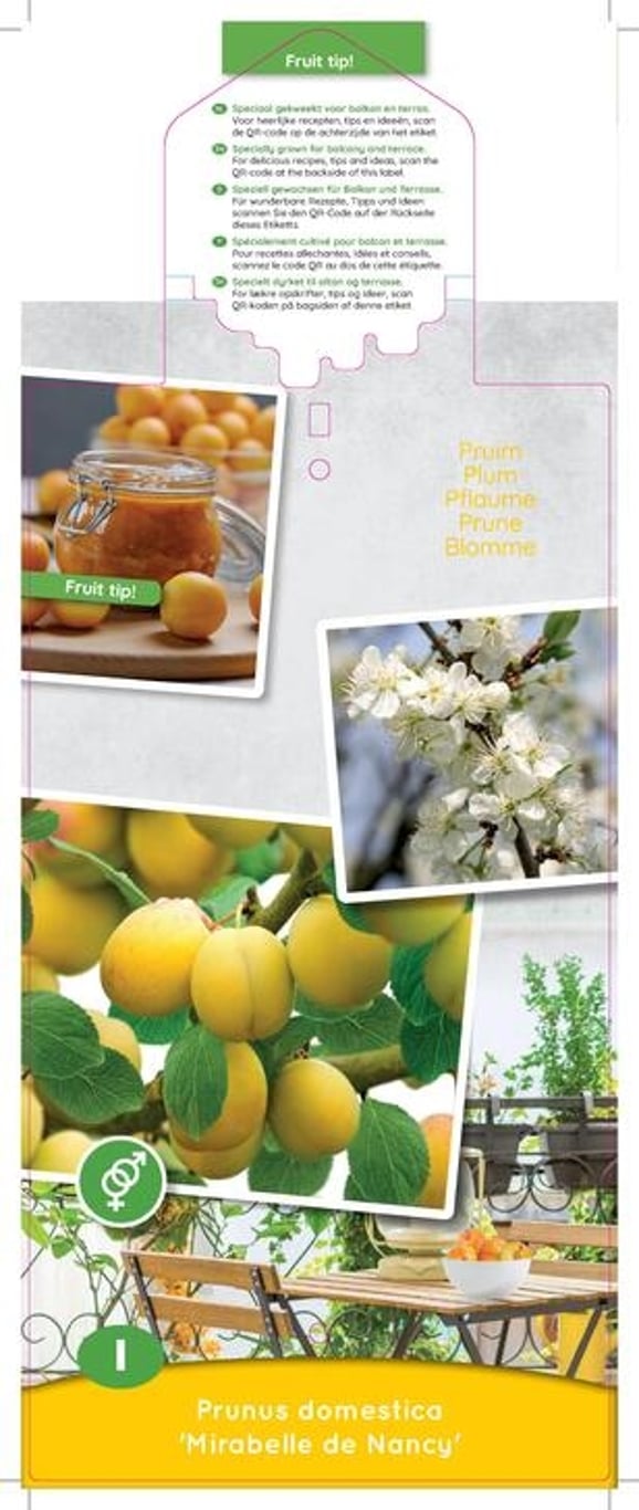 Prunus d. 'Mirabelle de Nancy' - C5 60-80 CM Patio